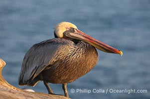 Brown pelican perched on sandstone seacliffs. California race with winter mating plumage, Pelecanus occidentalis, Pelecanus occidentalis californicus, La Jolla