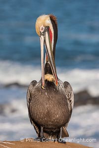 Brown pelican preening, reaching with its beak to the uropygial gland (preen gland) near the base of its tail.  Preen oil from the uropygial gland is spread by the pelican's beak and back of its head to all other feathers on the pelican, helping to keep them water resistant and dry, Pelecanus occidentalis, Pelecanus occidentalis californicus, La Jolla, California