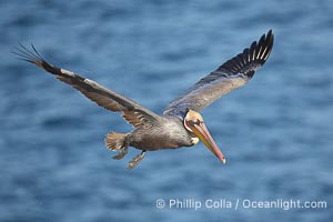 Brown pelican, entangled in monofiliment fishing line on right wing, flying over the ocean.  This large seabird has a wingspan over 7 feet wide, Pelecanus occidentalis, Pelecanus occidentalis californicus, La Jolla, California