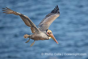 Brown pelican, entangled in monofiliment fishing line on right wing, flying over the ocean.  This large seabird has a wingspan over 7 feet wide, Pelecanus occidentalis, Pelecanus occidentalis californicus, La Jolla, California