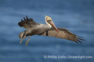 Brown pelican spreads its enormous wings to slow before landing on seaside cliffs.  Brown pelicans appear awkward but in fact are superb and efficient fliers, ranging far over the ocean in search of fish to dive upon.  They typically nest on offshore islands and inaccessible ocean cliffs.  The California race of the brown pelican holds endangered species status.  In winter months, breeding adults assume a dramatic plumage, Pelecanus occidentalis, Pelecanus occidentalis californicus, La Jolla