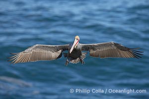 Brown pelican spreads its enormous wings to slow before landing on seaside cliffs.  Brown pelicans appear awkward but in fact are superb and efficient fliers, ranging far over the ocean in search of fish to dive upon.  They typically nest on offshore islands and inaccessible ocean cliffs.  The California race of the brown pelican holds endangered species status.  In winter months, breeding adults assume a dramatic plumage, Pelecanus occidentalis, Pelecanus occidentalis californicus, La Jolla