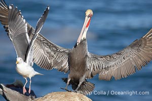 Brown pelican slows to land, spreading its large wings wide to brake and forcing a seagull to desert its clifftop spot, Pelecanus occidentalis, Pelecanus occidentalis californicus, La Jolla, California