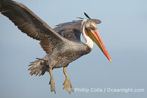 Brown pelican in flight.  The wingspan of the brown pelican is over 7 feet wide. The California race of the brown pelican holds endangered species status.  In winter months, breeding adults assume a dramatic plumage., Pelecanus occidentalis, Pelecanus occidentalis californicus,  Copyright Phillip Colla, image #15139, all rights reserved worldwide.