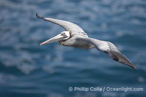 Brown pelican in flight.  The wingspan of the brown pelican is over 7 feet wide. The California race of the brown pelican holds endangered species status.  In winter months, breeding adults assume a dramatic plumage., Pelecanus occidentalis, Pelecanus occidentalis californicus,  Copyright Phillip Colla, image #15148, all rights reserved worldwide.