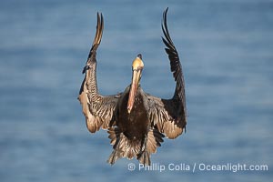 California brown pelican spreads its wings wide as it slows before landing on seacliffs, Pelecanus occidentalis, Pelecanus occidentalis californicus, La Jolla