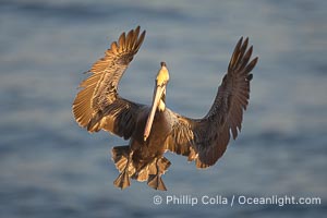 California brown pelican spreads its wings wide as it slows before landing on seacliffs, Pelecanus occidentalis, Pelecanus occidentalis californicus, La Jolla