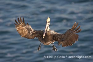 California brown pelican spreads its wings wide as it slows before landing on seacliffs, Pelecanus occidentalis, Pelecanus occidentalis californicus, La Jolla