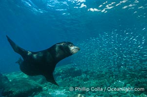 California sea lion, Sea of Cortez, Zalophus californianus