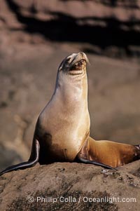California sea lion, Baja California, Zalophus californianus