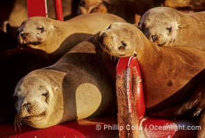California sea lions, hauled out bouy, Zalophus californianus, San Diego