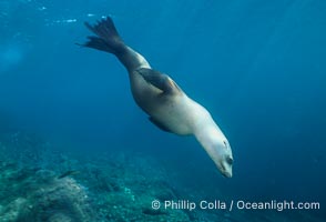 California sea lion, Coronado Islands, Zalophus californianus, Coronado Islands (Islas Coronado)