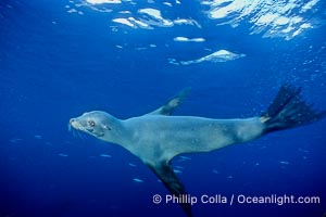 California sea lion, Sea of Cortez, Zalophus californianus