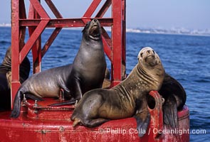 California sea lions hauled out on navigation buoy, Zalophus californianus, San Diego