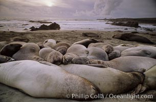 Northern elephant seals, Central California, Mirounga angustirostris, Piedras Blancas, copyright Phillip Colla Natural History Photography, www.oceanlight.com, image #02520, all rights reserved worldwide.