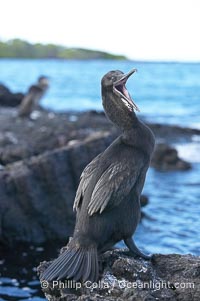 Flightless cormorant.  In the absence of predators and thus not needing to fly, the flightless cormorants wings have degenerated to the point that it has lost the ability to fly, however it can swim superbly and is a capable underwater hunter.  Punta Albemarle, Nannopterum harrisi, Phalacrocorax harrisi, Isabella Island