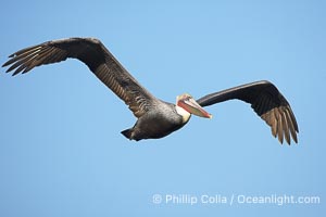 California brown pelican in flight, soaring over the ocean with its huge wings outstretched.  The wingspan of the brown pelican can be over 7 feet wide. The California race of the brown pelican holds endangered species status, Pelecanus occidentalis, Pelecanus occidentalis californicus, La Jolla