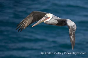 California brown pelican in flight, soaring over the ocean with its huge wings outstretched.  The wingspan of the brown pelican can be over 7 feet wide. The California race of the brown pelican holds endangered species status, Pelecanus occidentalis, Pelecanus occidentalis californicus, La Jolla