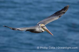 California brown pelican in flight, soaring over the ocean with its huge wings outstretched.  The wingspan of the brown pelican can be over 7 feet wide. The California race of the brown pelican holds endangered species status, Pelecanus occidentalis, Pelecanus occidentalis californicus, La Jolla