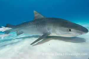 Tiger shark, Galeocerdo cuvier