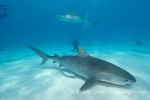 Tiger shark, Galeocerdo cuvier