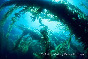 Kelp forest, Macrocystis pyrifera, San Clemente Island, copyright Phillip Colla Natural History Photography, www.oceanlight.com, image #01051, all rights reserved worldwide.