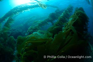 Kelp forest is swept back by ocean currents, underwater, Macrocystis pyrifera, Catalina Island