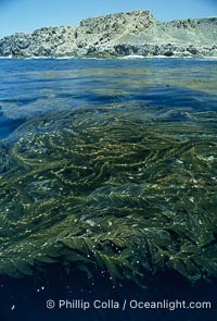Kelp canopy, Macrocystis pyrifera, San Clemente Island, copyright Phillip Colla Natural History Photography, www.oceanlight.com, image #02123, all rights reserved worldwide.