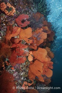 Gorgonians, Sea of Cortez