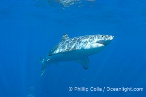 Guadalupe Island Great White Shark Photo
