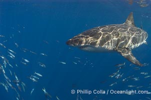 A great white shark swims through the clear waters of Isla Guadalupe, far offshore of the Pacific Coast of Baja California.  Guadalupe Island is host to a concentration of large great white sharks, which visit the island to feed on pinnipeds and tuna, Carcharodon carcharias, Guadalupe Island (Isla Guadalupe), copyright Phillip Colla Natural History Photography, www.oceanlight.com, image #07679, all rights reserved worldwide.