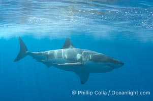 Great White Shark Picture