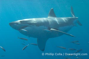 A great white shark swims through the clear waters of Isla Guadalupe, far offshore of the Pacific Coast of Baja California.  Guadalupe Island is host to a concentration of large great white sharks, which visit the island to feed on pinnipeds and tuna, Carcharodon carcharias, Guadalupe Island (Isla Guadalupe), copyright Phillip Colla Natural History Photography, www.oceanlight.com, image #07744, all rights reserved worldwide.