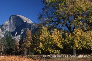 Half Dome and oak tree, Yosemite National Park, California