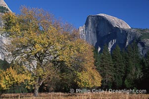 Half Dome and oak tree, Yosemite National Park, California