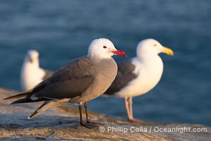 Heermanns gull, Larus heermanni, La Jolla, California