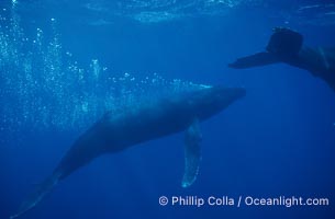 North Pacific humpback whale, male bubble trailing in competitive group, Megaptera novaeangliae, Maui