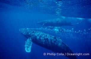 North Pacific humpback whale, male escort bubble streams alongside mother and calf, Megaptera novaeangliae, Maui