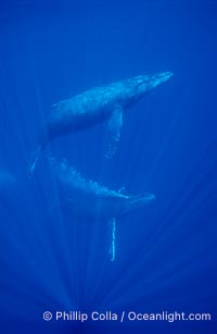 North Pacific humpback whale, primary escort bubble trails alongside female amid competitive group, Megaptera novaeangliae, Maui