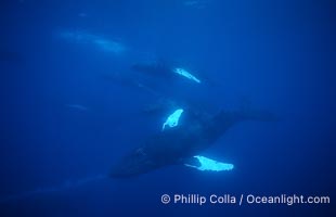 Humpback whale competitive group, Islands Humpback Whale NMS, Megaptera novaeangliae, Maui