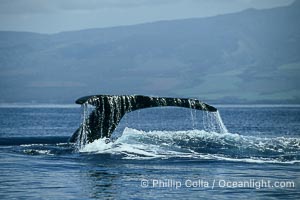 Humpback whale raising fluke (tail) out of the water before making a dive, Megaptera novaeangliae, Maui