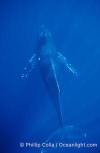 North Pacific humpback whale, singing, head down, Megaptera novaeangliae, Maui
