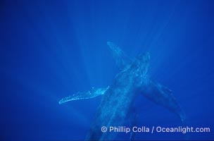 North Pacific humpback whale, singing, Megaptera novaeangliae, Maui