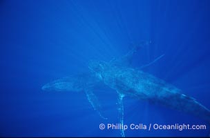 North Pacific humpback whale, singing, Megaptera novaeangliae, Maui