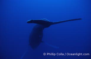 Humpback whale (male) singing, Megaptera novaeangliae, Maui