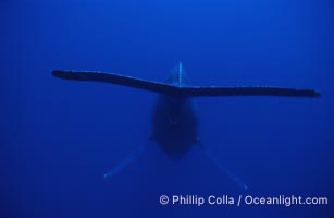 Humpback whale (male) singing, Megaptera novaeangliae, Maui