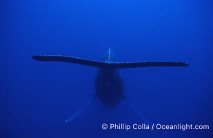 Humpback whale (male) singing, Megaptera novaeangliae, Maui