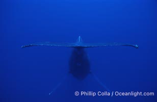 Humpback whale (male) singing, Megaptera novaeangliae, Maui