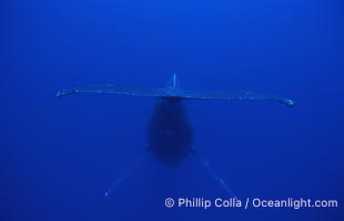 Humpback whale (male) singing, Megaptera novaeangliae, Maui