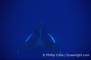 Humpback whale (male) singing, Megaptera novaeangliae, Maui